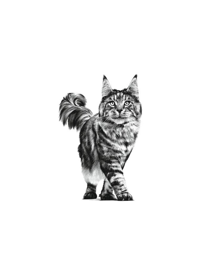 Royal Canin Feline Urinary S/O in Gravy (85 gm\Pouch) - Wet food for Lower Urinary tract disease – 12 pouches per box From Varmacy - Image 2