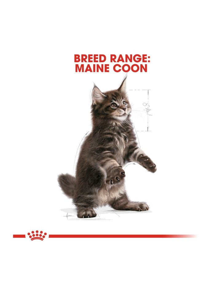 ROYAL CANIN Feline Breed Nutrition Maine Coon Kitten 2 KG - Image 4