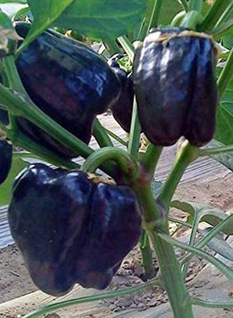 GGOOT 150pcs Pepper Seeds Special Varieties Healthy Green Annual Heirloom Vegetable Seeds  - Image 3