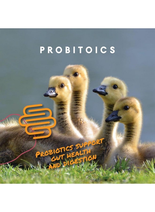 Manna Pro Duck Starter Grower Crumble - Non-Medicated Feed for Healthy Ducks & Geese, Supports Digestion - 8 lb - Image 5