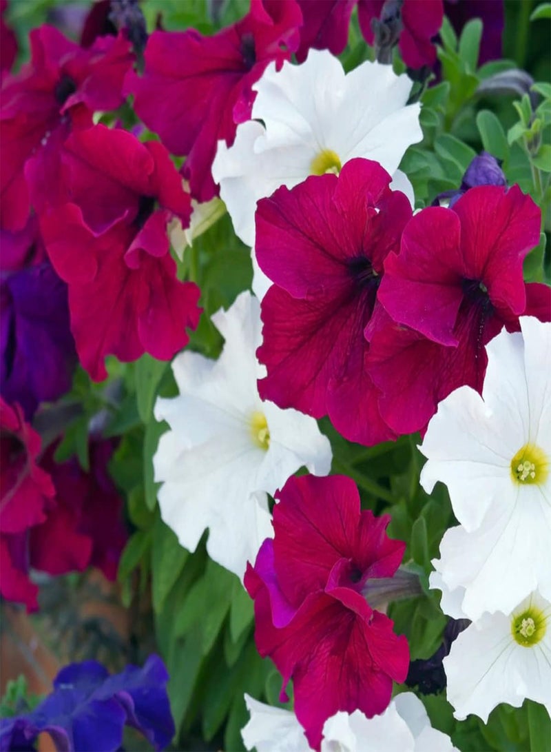 GGOOT Petunia Giant Mix - Petunia grandiflora Flower Seeds, Giant Grandiflora Petunia Home Garden Planting by Heavy Torch, 150 Seeds - Image 5