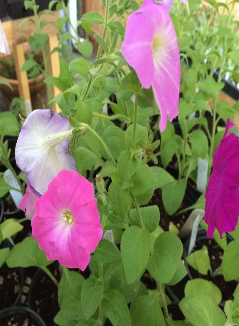 GGOOT Petunia Giant Mix - Petunia grandiflora Flower Seeds, Giant Grandiflora Petunia Home Garden Planting by Heavy Torch, 150 Seeds - Image 4