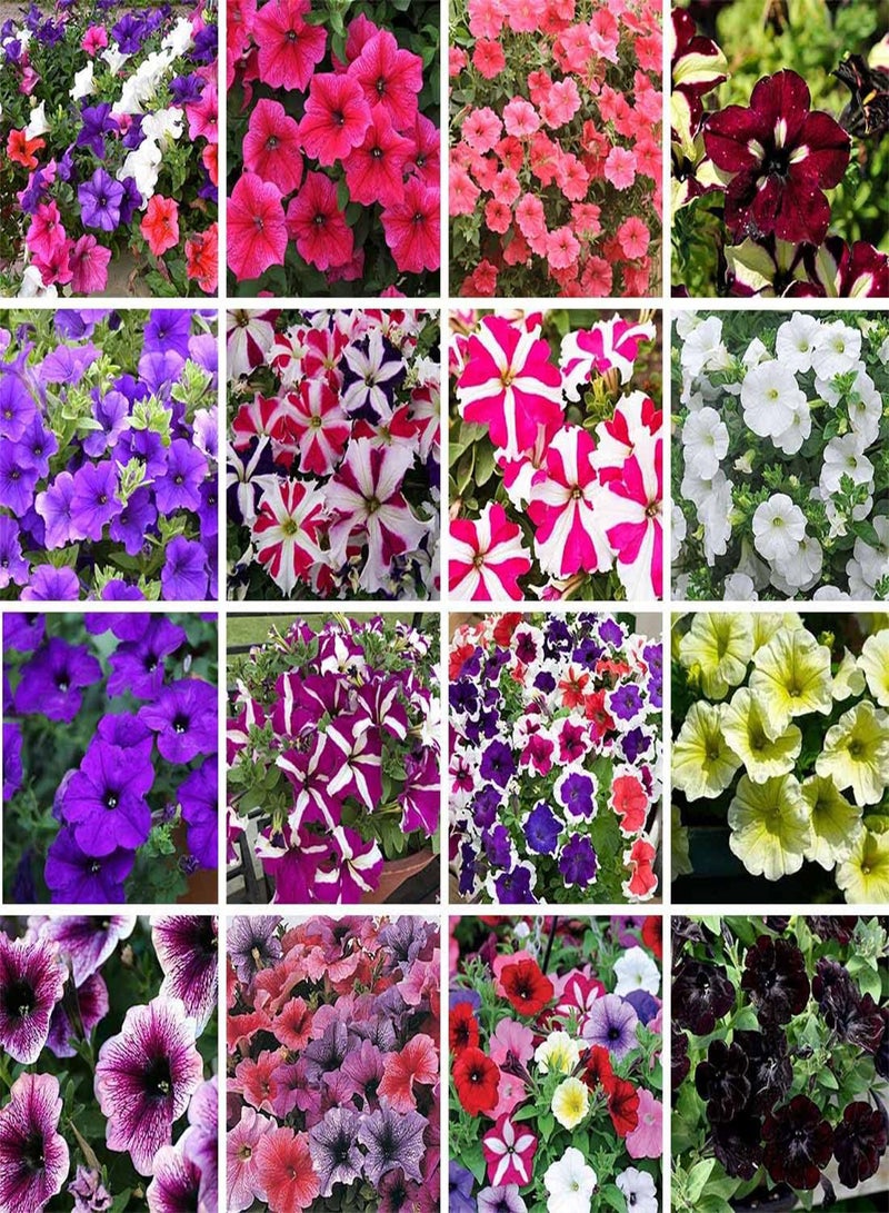 GGOOT Petunia Giant Mix - Petunia grandiflora Flower Seeds, Giant Grandiflora Petunia Home Garden Planting by Heavy Torch, 150 Seeds - Image 1