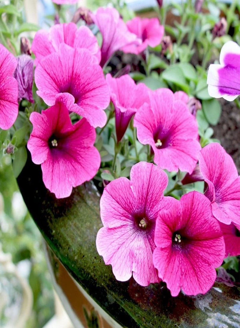GGOOT Petunia Giant Mix - Petunia grandiflora Flower Seeds, Giant Grandiflora Petunia Home Garden Planting by Heavy Torch, 150 Seeds - Image 3