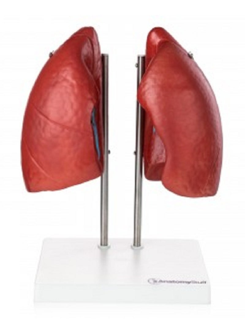 AKM A detailed educational anatomical model to simulate the human lung and respiratory system - Image 1