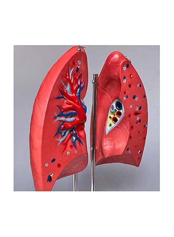 AKM A detailed educational anatomical model to simulate the human lung and respiratory system - Image 2