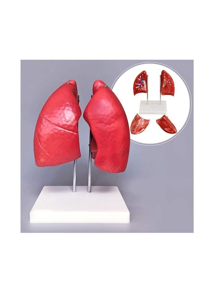 AKM A detailed educational anatomical model to simulate the human lung and respiratory system - Image 3