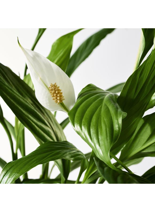 Zaboon Potted plant, Peace lily, 12 cm - Image 3