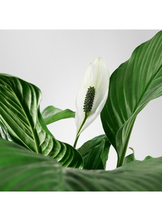 Zaboon Potted plant, Peace lily, 12 cm - Image 4