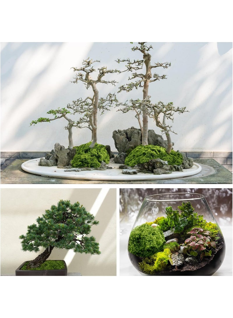 سونسر طحالب خضراء صناعية للنباتات الداخلية، 5.3 أونصة طحالب صناعية للحرف اليدوية محفوظة للديكور DIY طحالب زخرفية لتزيين الطاولات حديقة خرافية زفاف زهري (150 جرام، أخضر داكن) - Image 3