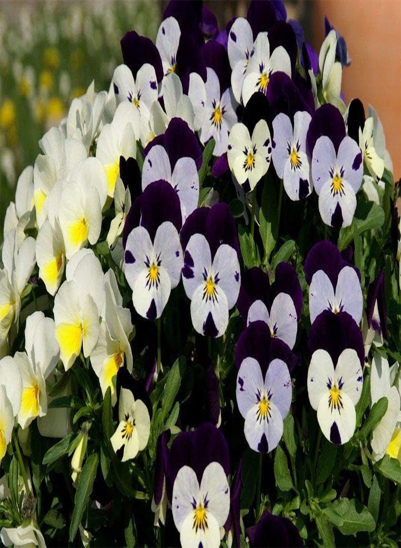 جي جوت زهرة البانسي (البنفسج ثلاثي الألوان) - ١٠٠ بذرة لتزيين حديقة المنزل - Image 1