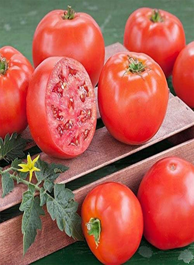 Early Goliath Hybrid Tomato Seeds (25 Seed Package)