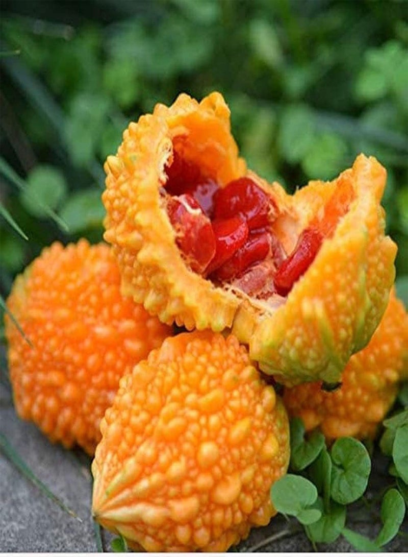 جي جوت 50Stück Orangen Bitterkürbis Samen Güne Haut eigenartige Form Kletterpflanzen Schattenklettern können für die Bepflanzung des Hausgartens verwendet Werden - Image 2