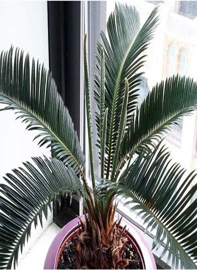 GGOOT Sago Palm Tree Seed Cycas Revoluta Tropical 10 Seeds!  - Image 5