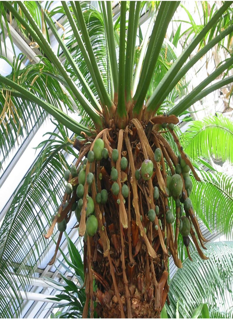 GGOOT Sago Palm Tree Seed Cycas Revoluta Tropical 10 Seeds!  - Image 4