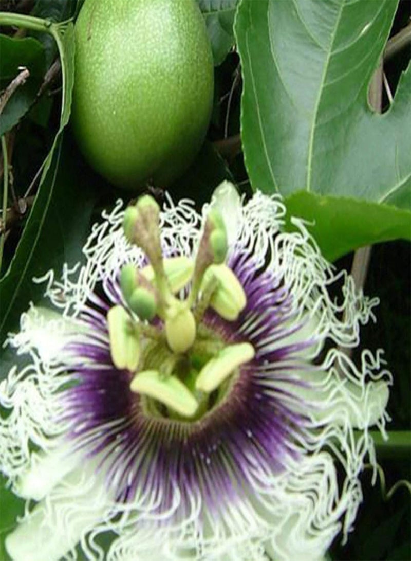 GGOOT Seeds 10Pcs Passion Fruit Seeds Nutritious Edible Portable Disease Resistant Brazil Nut Seeds for Farm Passion Fruit Seeds for Yard - Image 5