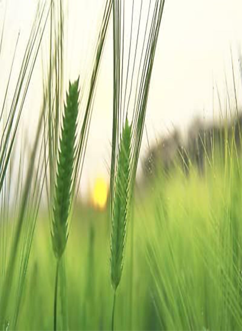 GGOOT Seeds of Barley Hordeum Vulgare - Image 1