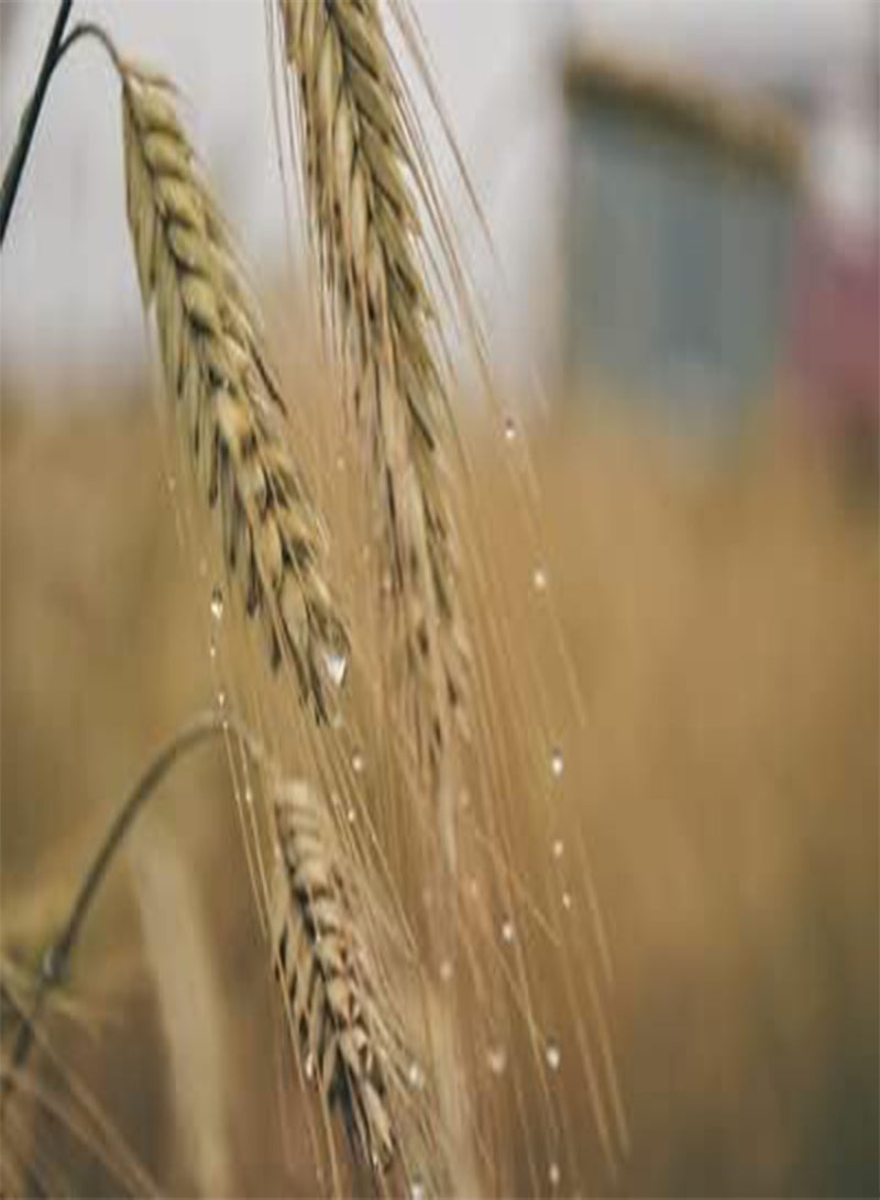 GGOOT Seeds of Barley Hordeum Vulgare - Image 2