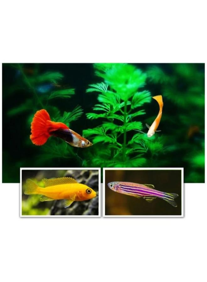 Porpoise Tropical Fish Food 80g with High Protein - Image 5