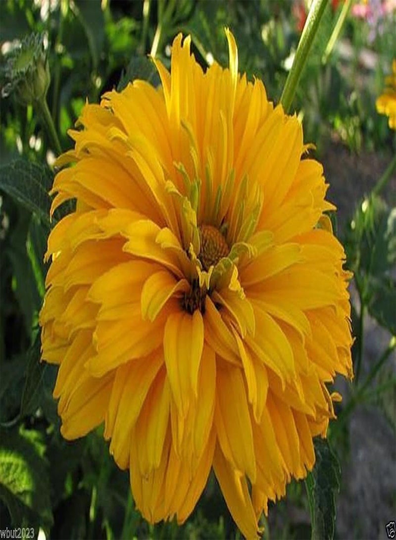 GGOOT Sunflowers Seeds (Heliopsis - Summer Sun) ,Flowers,(100 Seed) - Image 2