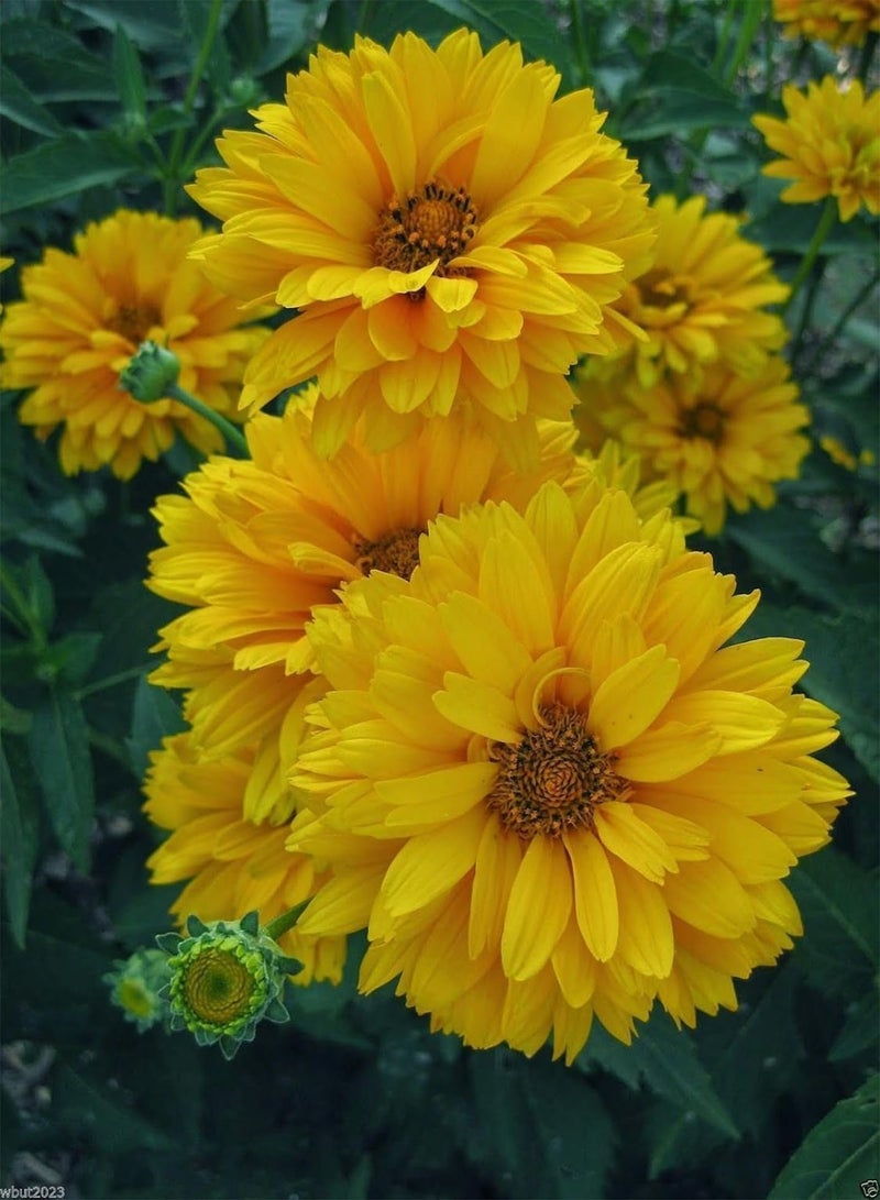GGOOT Sunflowers Seeds (Heliopsis - Summer Sun) ,Flowers,(100 Seed) - Image 1