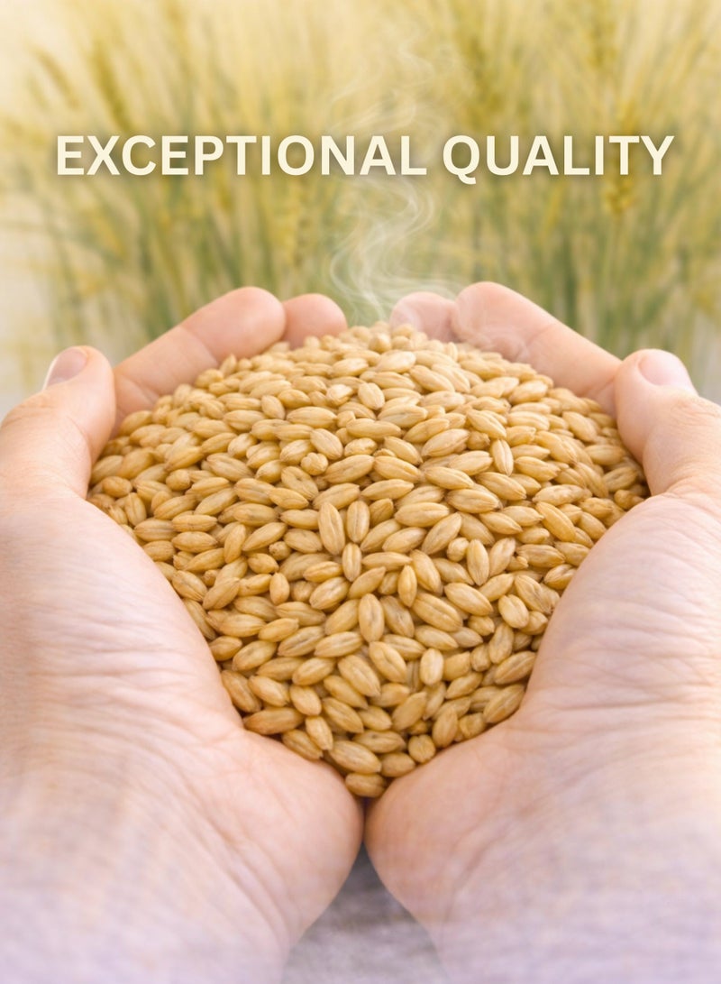 زهر بذور الشعير الكاملة (شعير حب) – هورديوم فولغاري | حبوب شعير مجففة طبيعية فاخرة | نقية 100% للاستخدام في البستنة والزراعة وعلم النبات والأعشاب. - Image 4