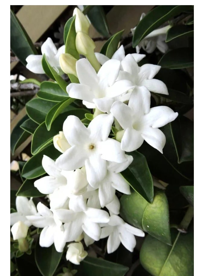 ڤسيل24 بذور زهرة الياسمين العضوية الطازجة العطر بذور زهرة ملونة لزراعة حديقة المنزل ساحة حزمة من 3