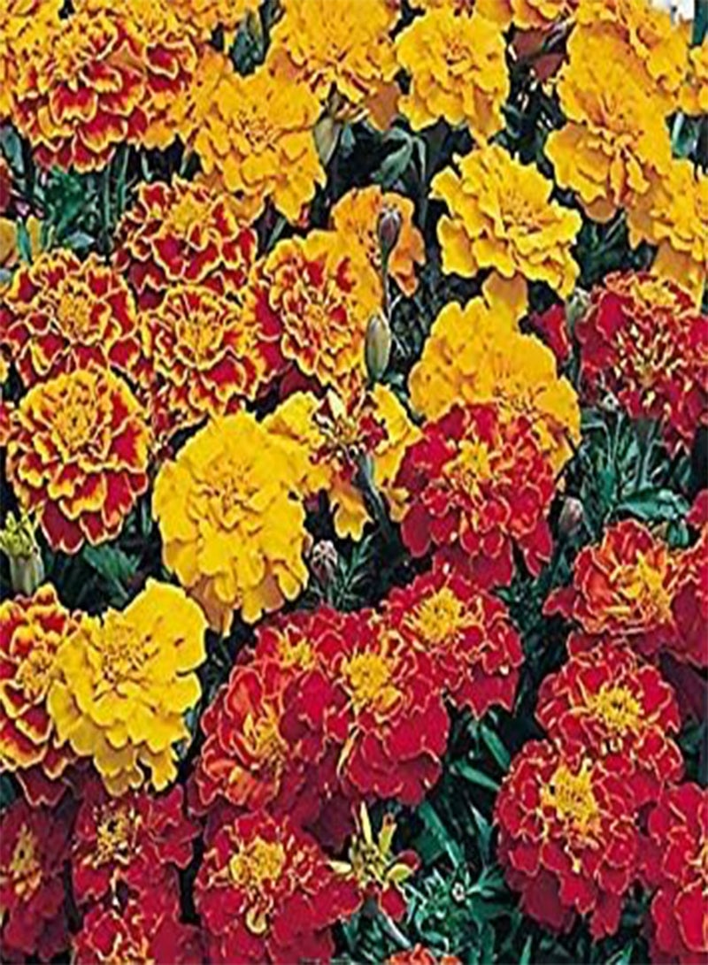 GGOOT French Marigold Double Bonita Mix Seeds (F 291)