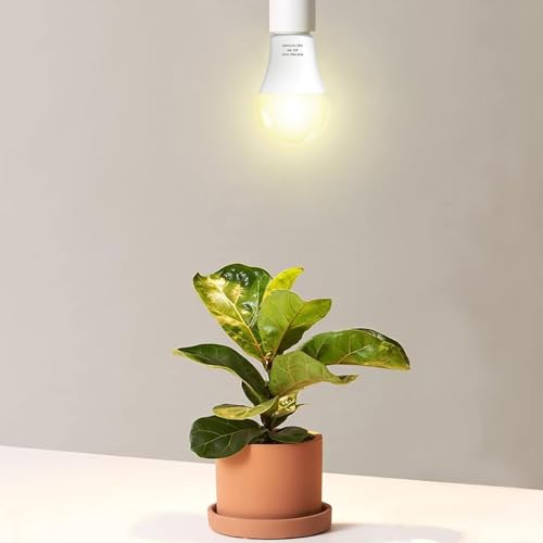Wiyifada 3 Pack Full Spectrum Grow Light Bulbs,A19 Grow Lights for Indoor Plants,Dimmable E26 9W Grow Bulb Replace up to 100W,Plant Lights for Indoor Growing,Flowers,Greenhouse,Indore - Image 4