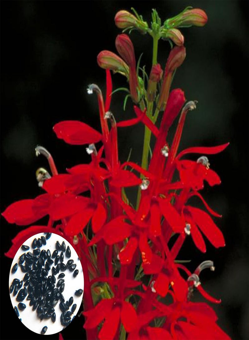 GGOOT 300Pcs/Bag Lobelia Cardinalis Seeds Perennial Non-GMO Portable Fresh Red Cardinals Flower Seeds for Garden - Lobelia?Chinensis Seeds - Image 1
