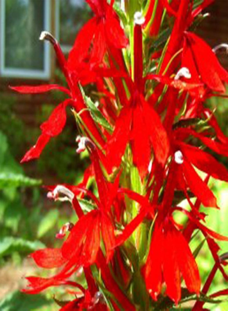 GGOOT 300Pcs/Bag Lobelia Cardinalis Seeds Perennial Non-GMO Portable Fresh Red Cardinals Flower Seeds for Garden - Lobelia?Chinensis Seeds - Image 4