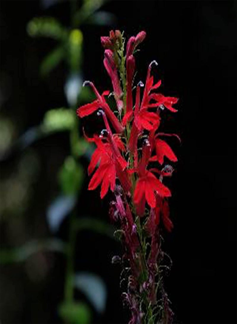 GGOOT 300Pcs/Bag Lobelia Cardinalis Seeds Perennial Non-GMO Portable Fresh Red Cardinals Flower Seeds for Garden - Lobelia?Chinensis Seeds - Image 2