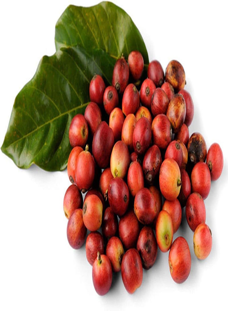 GGOOT Plant Seeds Flower Seeds20Pcs/Bag Coffee Beans Seeds Natural Perennial Mini Edible Bonsai Seeds for Greenhouse Coffee Beans Seeds for Greenhouse - Image 3