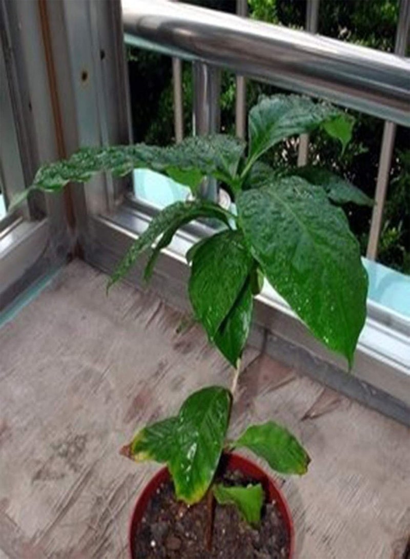GGOOT Plant Seeds Flower Seeds20Pcs/Bag Coffee Beans Seeds Natural Perennial Mini Edible Bonsai Seeds for Greenhouse Coffee Beans Seeds for Greenhouse - Image 2