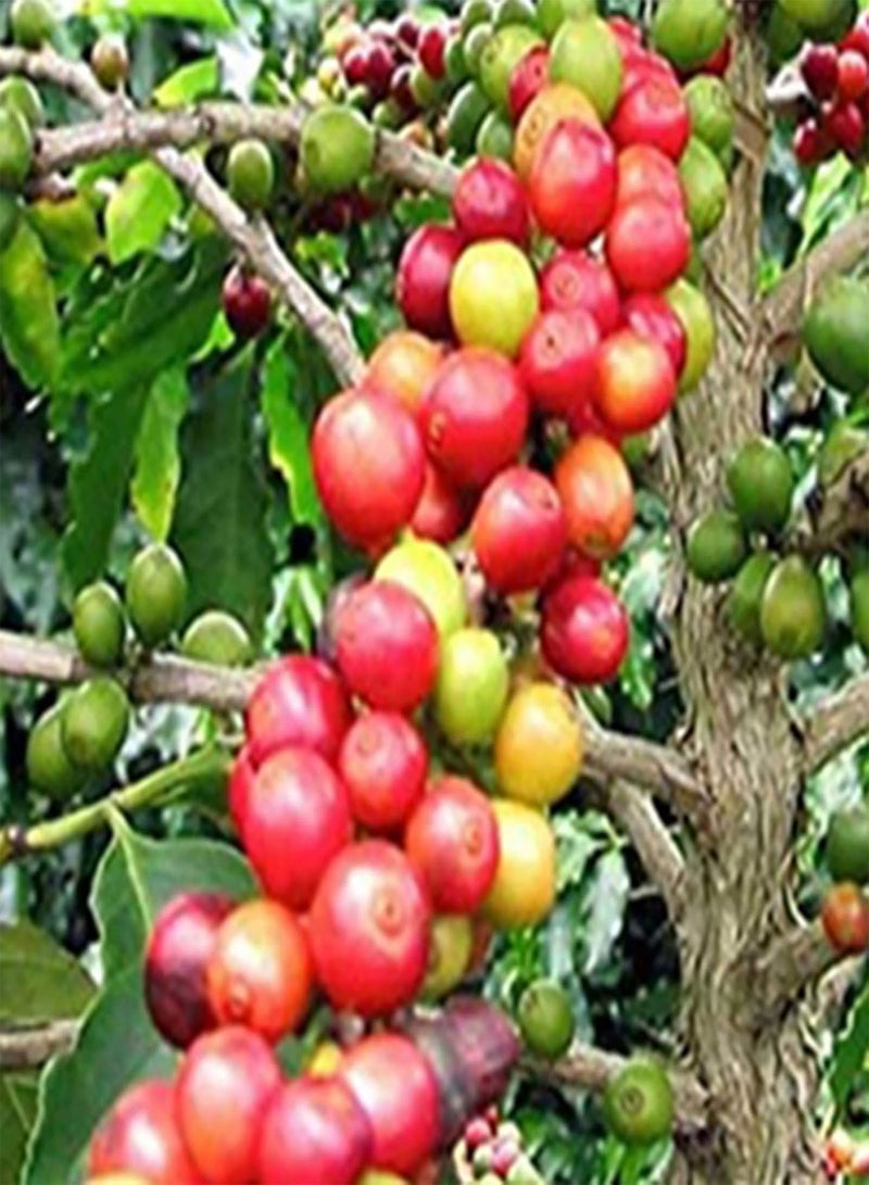 GGOOT Plant Seeds Flower Seeds20Pcs/Bag Coffee Beans Seeds Natural Perennial Mini Edible Bonsai Seeds for Greenhouse Coffee Beans Seeds for Greenhouse - Image 4