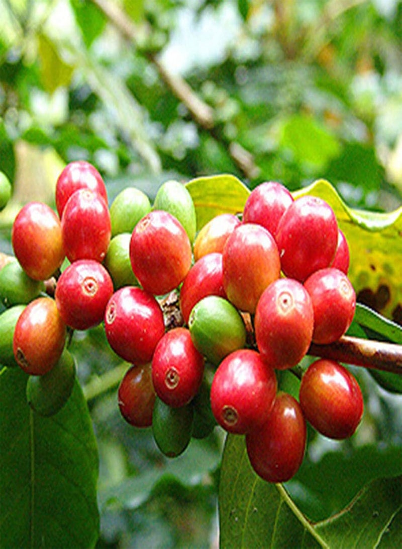 GGOOT Plant Seeds Flower Seeds20Pcs/Bag Coffee Beans Seeds Natural Perennial Mini Edible Bonsai Seeds for Greenhouse Coffee Beans Seeds for Greenhouse - Image 1