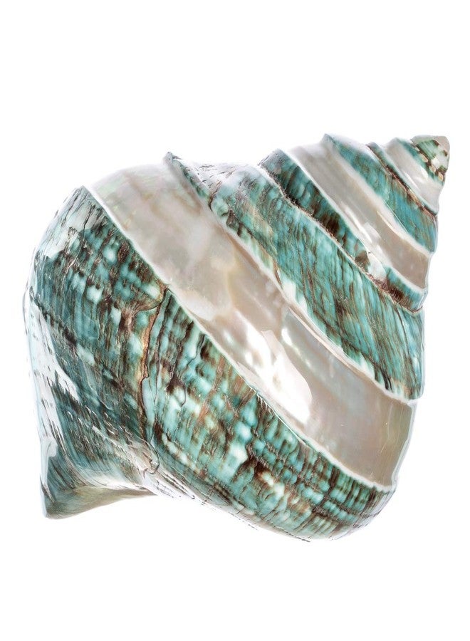 Nautical Crush Trading Hermit Crab Shells | Turbo Shells | Jade Green Banded Turbo Shell 4"-4.5" | Hermit Crab House for Décor | Plus Free Nautical eBook by Joseph Rains - Image 3