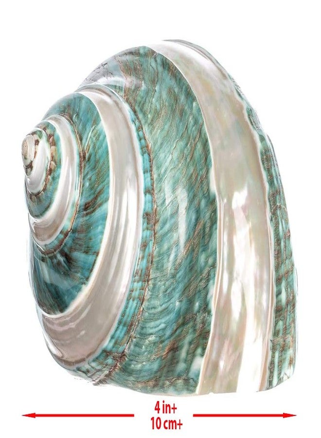 Nautical Crush Trading Hermit Crab Shells | Turbo Shells | Jade Green Banded Turbo Shell 4"-4.5" | Hermit Crab House for Décor | Plus Free Nautical eBook by Joseph Rains - Image 4