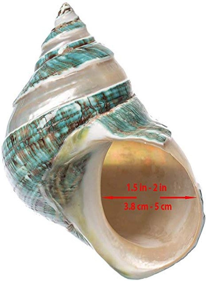 Nautical Crush Trading Hermit Crab Shells | Turbo Shells | Jade Green Banded Turbo Shell 4"-4.5" | Hermit Crab House for Décor | Plus Free Nautical eBook by Joseph Rains - Image 5