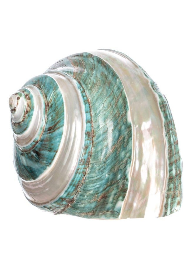 Nautical Crush Trading Hermit Crab Shells | Turbo Shells | Jade Green Banded Turbo Shell 4"-4.5" | Hermit Crab House for Décor | Plus Free Nautical eBook by Joseph Rains - Image 1