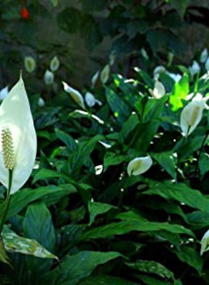 بلانت نبات زنبق السلام (سباثيفيلوم) 30-40 سم، نبات مزهر داخلي حي | نبات منزلي منقي للهواء | نبات زينة أنيق ذو أزهار بيضاء لتزيين المنزل والمكتب - Image 5