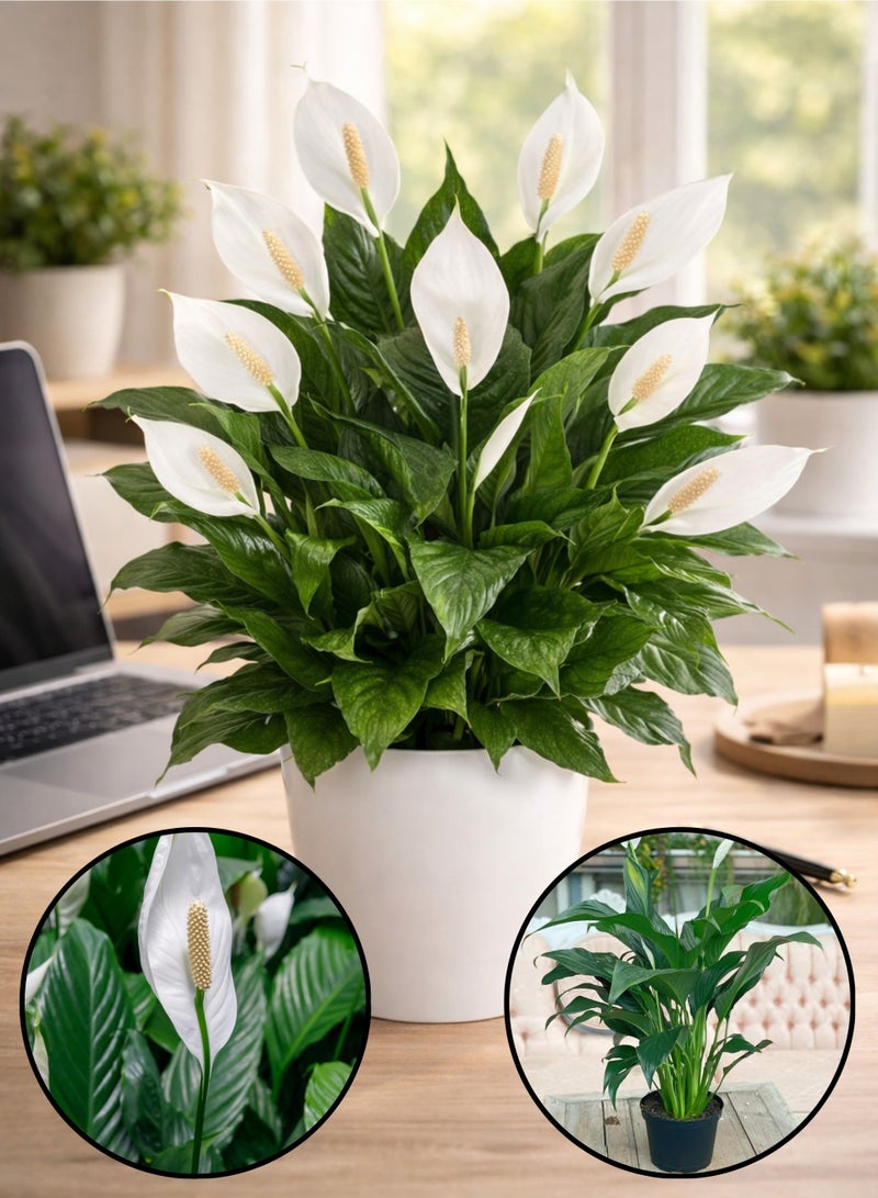 بلانت نبات زنبق السلام (سباثيفيلوم) 30-40 سم، نبات مزهر داخلي حي | نبات منزلي منقي للهواء | نبات زينة أنيق ذو أزهار بيضاء لتزيين المنزل والمكتب - Image 1