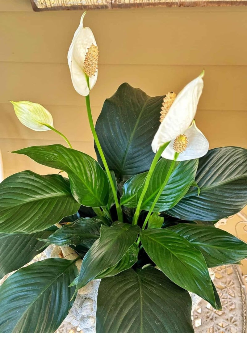 بلانت نبات زنبق السلام (سباثيفيلوم) 30-40 سم، نبات مزهر داخلي حي | نبات منزلي منقي للهواء | نبات زينة أنيق ذو أزهار بيضاء لتزيين المنزل والمكتب - Image 4