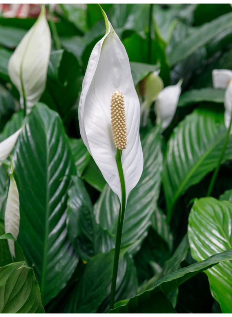 بلانت نبات زنبق السلام (سباثيفيلوم) 30-40 سم، نبات مزهر داخلي حي | نبات منزلي منقي للهواء | نبات زينة أنيق ذو أزهار بيضاء لتزيين المنزل والمكتب - Image 3