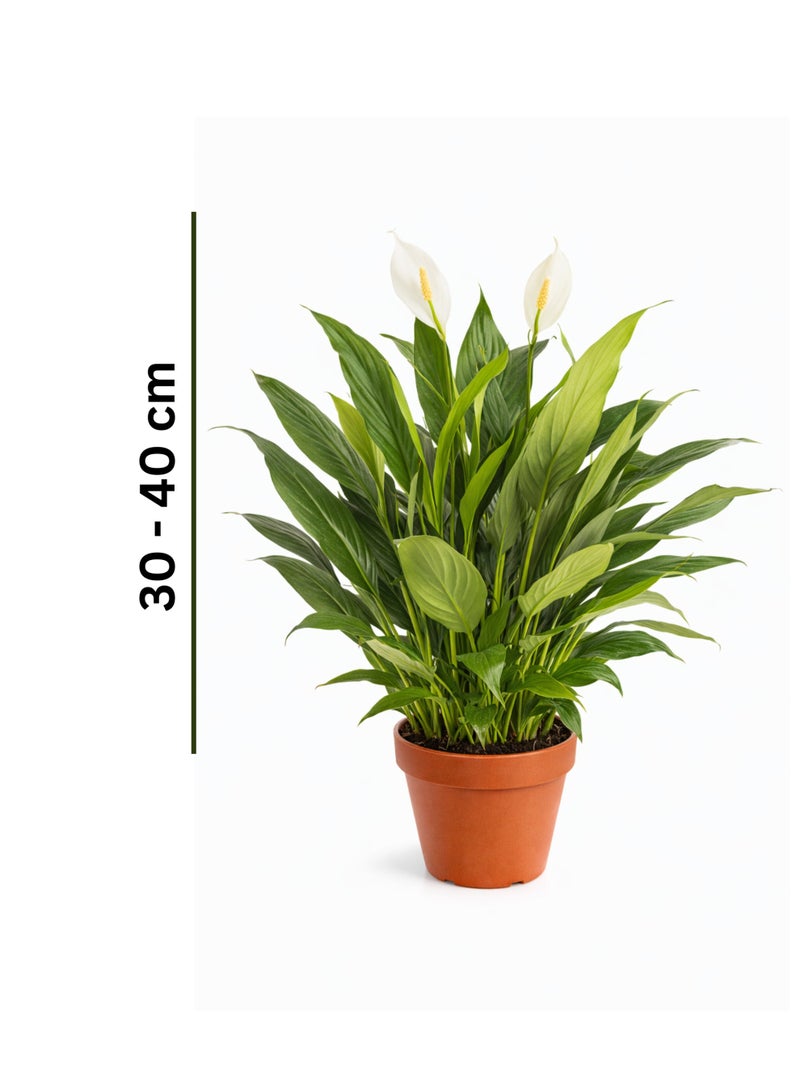 بلانت نبات زنبق السلام (سباثيفيلوم) 30-40 سم، نبات مزهر داخلي حي | نبات منزلي منقي للهواء | نبات زينة أنيق ذو أزهار بيضاء لتزيين المنزل والمكتب - Image 2