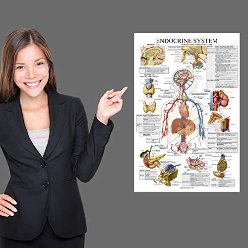 Palace Learning Laminated Endocrine System Anatomical Chart - Endocrine Anatomy Poster (18" x 24") - Image 4