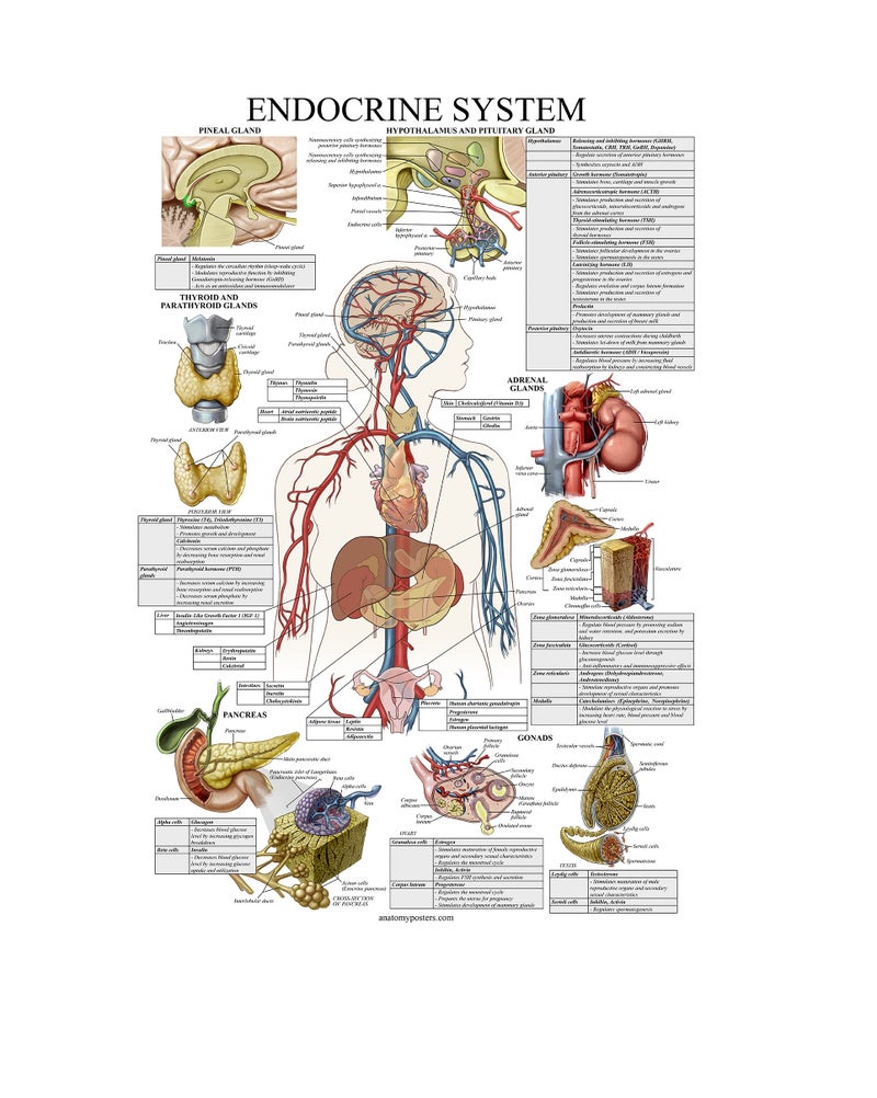 Palace Learning Laminated Endocrine System Anatomical Chart - Endocrine Anatomy Poster (18" x 24") - Image 1