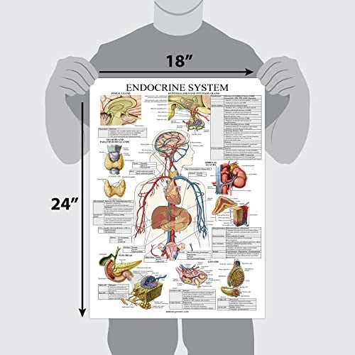 Palace Learning Laminated Endocrine System Anatomical Chart - Endocrine Anatomy Poster (18" x 24") - Image 3