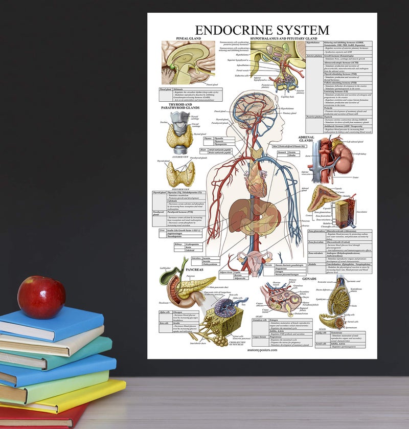 Palace Learning Laminated Endocrine System Anatomical Chart - Endocrine Anatomy Poster (18" x 24") - Image 5