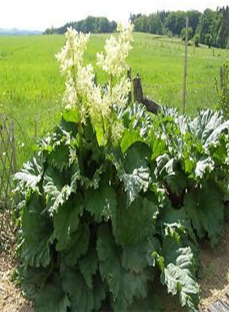 جي جوت - جلاسكينز بربتشوال، ريوم رابارباروم، 30 بذرة - Image 2